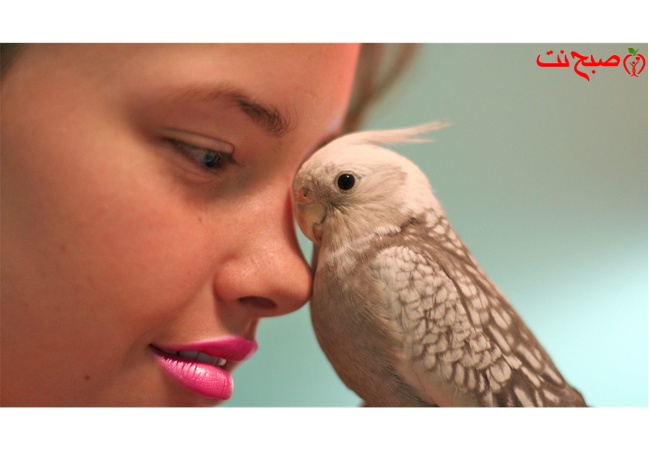 🐦 عروس هلندی (کاکاتیل) با کاکل زیبایش یکی از محبوب‌ترین پرندگان خانگی در جهان است!